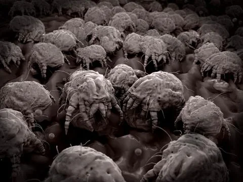 Dust mites, illustration Stock Illustration