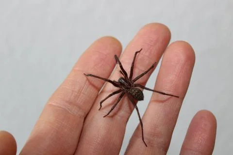 Dust spider on a hand Stock Photos