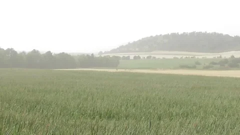 Dust storm above green corn fields Stock Footage 340901071
