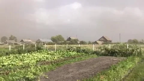Dust storm, storm, dust, tree, tree in a storm, dusty tree in a dusty storm Video stock 161220102