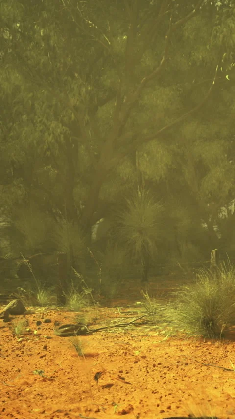 Dust storm sweeps across dry landscape with sparse vegetation and trees Stock Footage 331634182