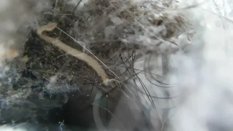 Dust in the vacuum cleaner bag macro closeup view Stock Footage 113193399