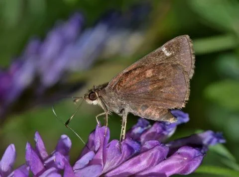 Dusted Skipper Butterfly Foto stock
