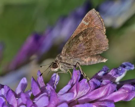 Dusted Skipper Stock Photos