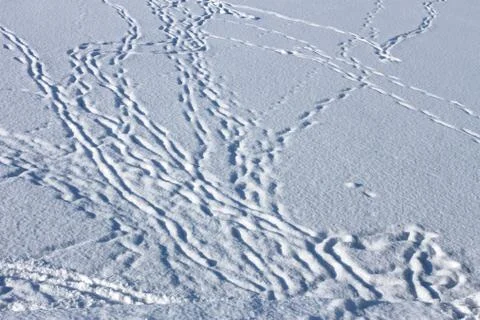 Dusted with snow footprints Stock Photos