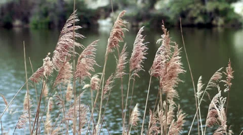 Dusters Stock Footage 22719379