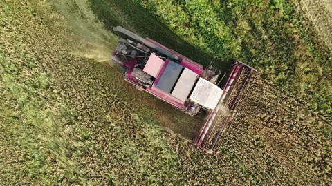 Dusting harvester picks up the grain and accumulates the grain in the hopper. Stockbeeldmateriaal 166795477