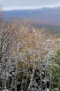 Dusting of snow on birches Stock Photos