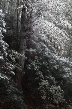 Dusting of snow on dark trees in fall or winter Stock Photos