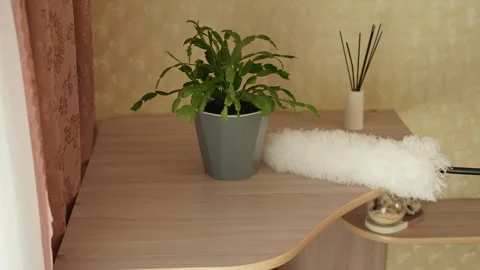 Dusting the table next to a potted houseplant. Light dusting at home. Home Video stock 308583595