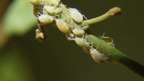 Dusty aphids Stock Footage 81489344