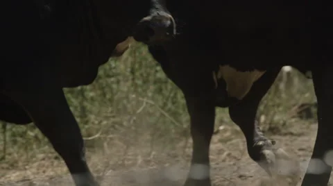Dusty Bull Stomping Around Stock Footage 59100877
