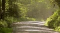 dusty dirt road sunrays forest HD 동영상