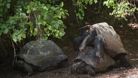 Dusty Forest Floor Tortoise Group with Active Mating Pair in Tanzania Stock Footage 342339309