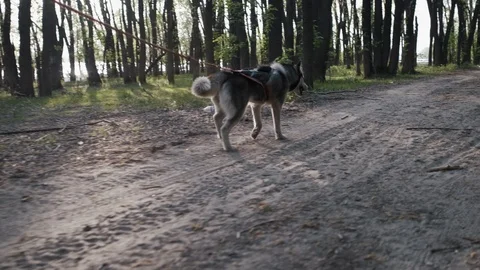 On dusty forest path young dog walks on leash, walks up to a tree, sniffs it Stock Footage 115941192