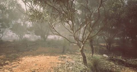 Dusty landscape of eucalyptus trees under foggy conditions in Australia Stock Illustration