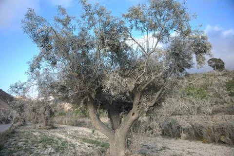 Dusty olive tree Stock Photos