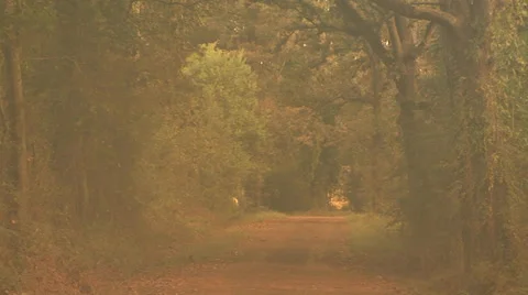 Dusty Road Stock Footage 33604155