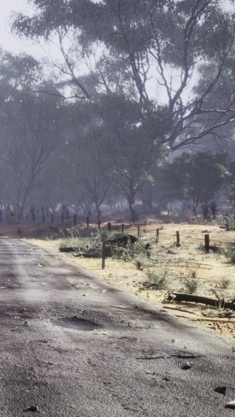 Dusty road with trees on each side in the countryside during daylight hours Stock Footage 336009718