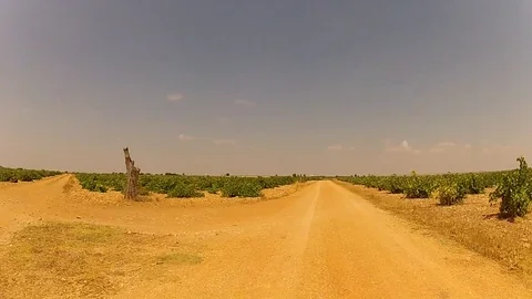 Dusty road vineyard drive Stock Footage 78359252