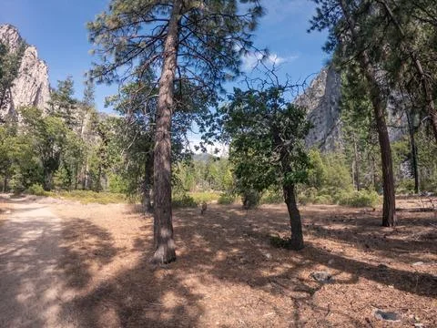 Dusty sandy path, white rock stone hill and deer between trees in sequoia n.. Stock Photos