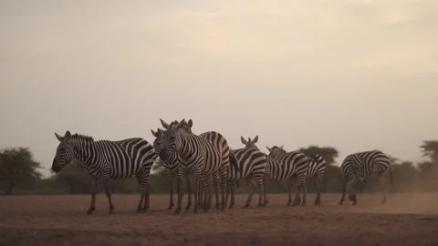 Dusty Scene with Zebra at Sunset in Dry Season Dust in Golden Hour, African Stock Footage 341715147