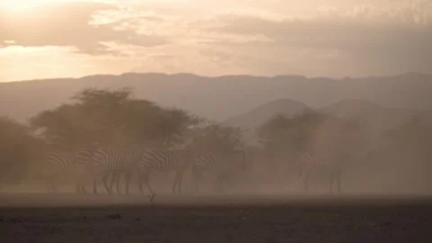 Dusty Scene with Zebra at Sunset in Dry Season Dust in Golden Hour, African Stock-Footage 342852725