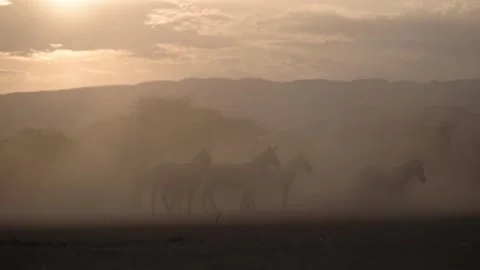 Dusty Scene with Zebra at Sunset in Dry Season Dust in Golden Hour, African Stock Footage 342852745