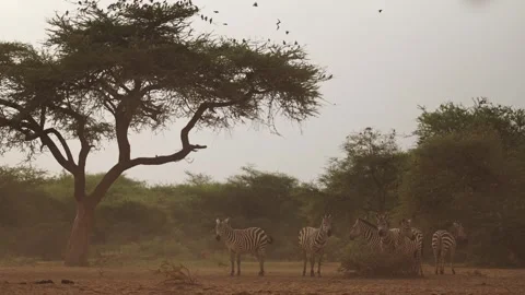 Dusty Scene with Zebra at Sunset in Dry Season Dust in Golden Hour, African Vídeos de archivo 345069377