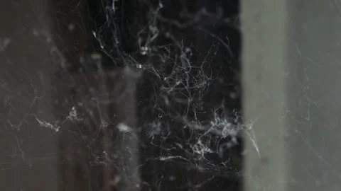 Dusty Spider Web in Corner with Cobwebs Stock Footage 326989603