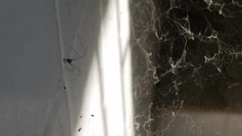 Dusty Spider Web in Corner with Cobwebs Stock Footage 327344207