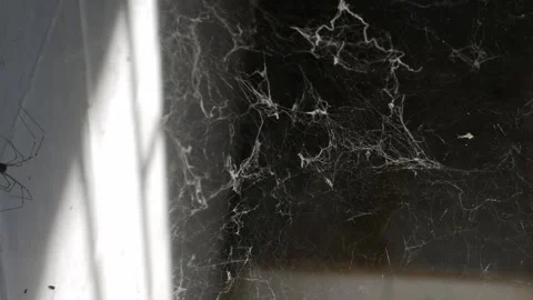 Dusty Spider Web in Corner with Cobwebs Stock Footage 327344210
