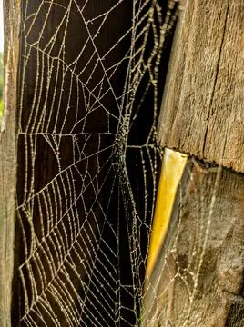 Dusty spider web in the rays of sunset Stock Photos