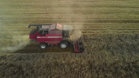 Dusty working combine harvester 스톡 동영상 150076988