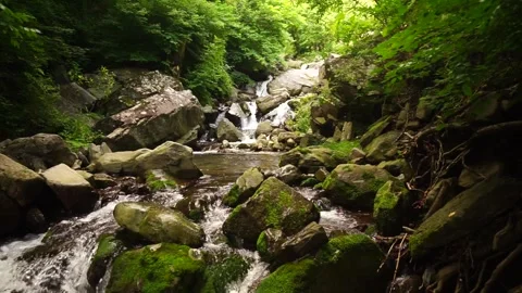 Duta Mountain Moss Valley Stream Flowing Scenery Stock Footage 309636540