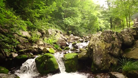 Duta Mountain Moss Valley Stream Flowing Scenery Stock Footage 310033653