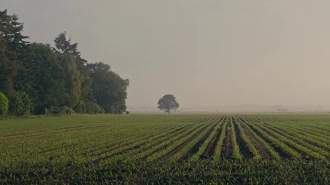 Dutch Agricultural Fields with Young Maize Rows Under Moody Grey Sky Landscape Stock Footage 337438791
