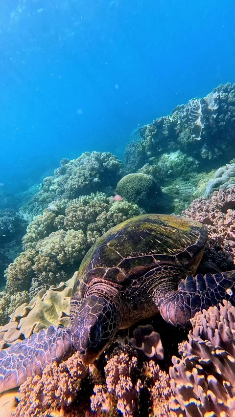Dutch angle green sea turtle (chelonia mydas) sleeping among the corals Vídeo Stock 331283482