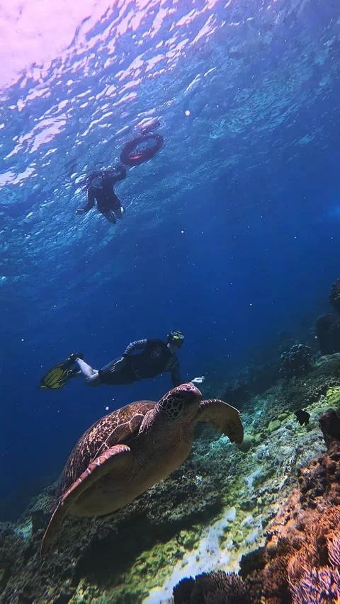 Dutch angle tracking shot to a green sea turtle swimming among the reef while a  Vídeos de archivo 321939264