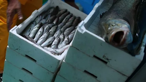 Dutch angle view of man in yellow waders stacking crates full of fish Stock Footage 237050380