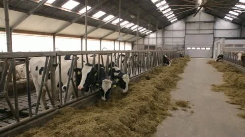 Dutch barn with cows pan Stock Footage 22214768