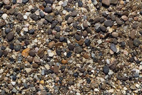 Dutch beach with lots of beautiful shells on the white sand. Stock Photos