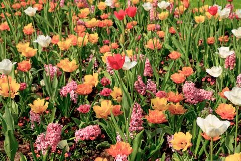 Dutch bulb field Foto stock