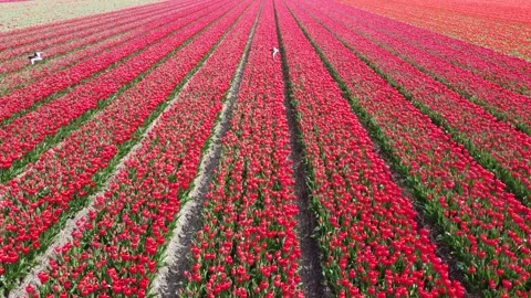 Dutch Bulb field red 動画素材 260237215