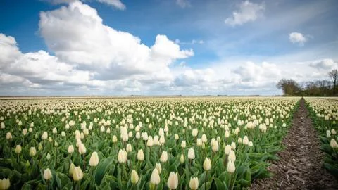 Dutch bulb fields with the famous Tulips Stock Photos