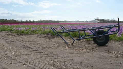 Dutch bulb fields Video stock 132999294