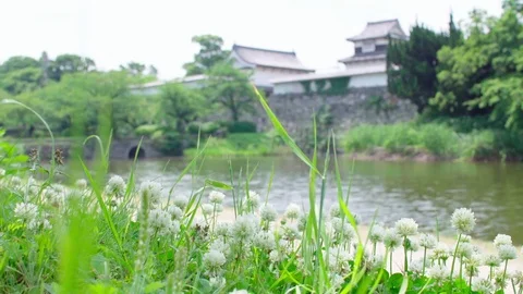 Dutch clover fields with streaming river Stock Footage 75926375