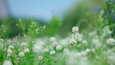 Dutch clover fields swing in wind Stock Footage 75678050