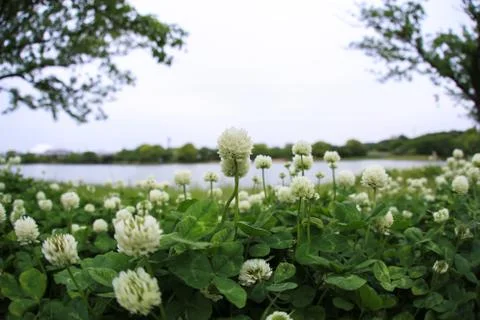 Dutch clover fields swing in wind Foto stock