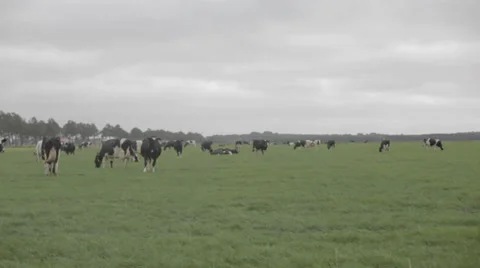 Dutch Cow Field 動画素材 33806144
